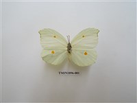 藏品(圓翅鉤粉蝶)的圖片